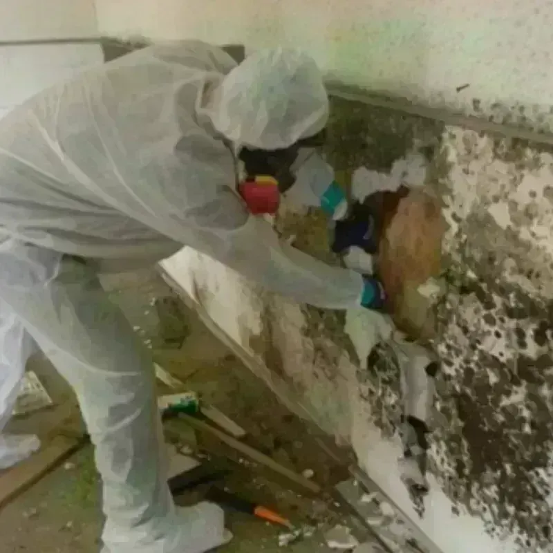 Mold Remediation and Removal in Port Carbon, PA